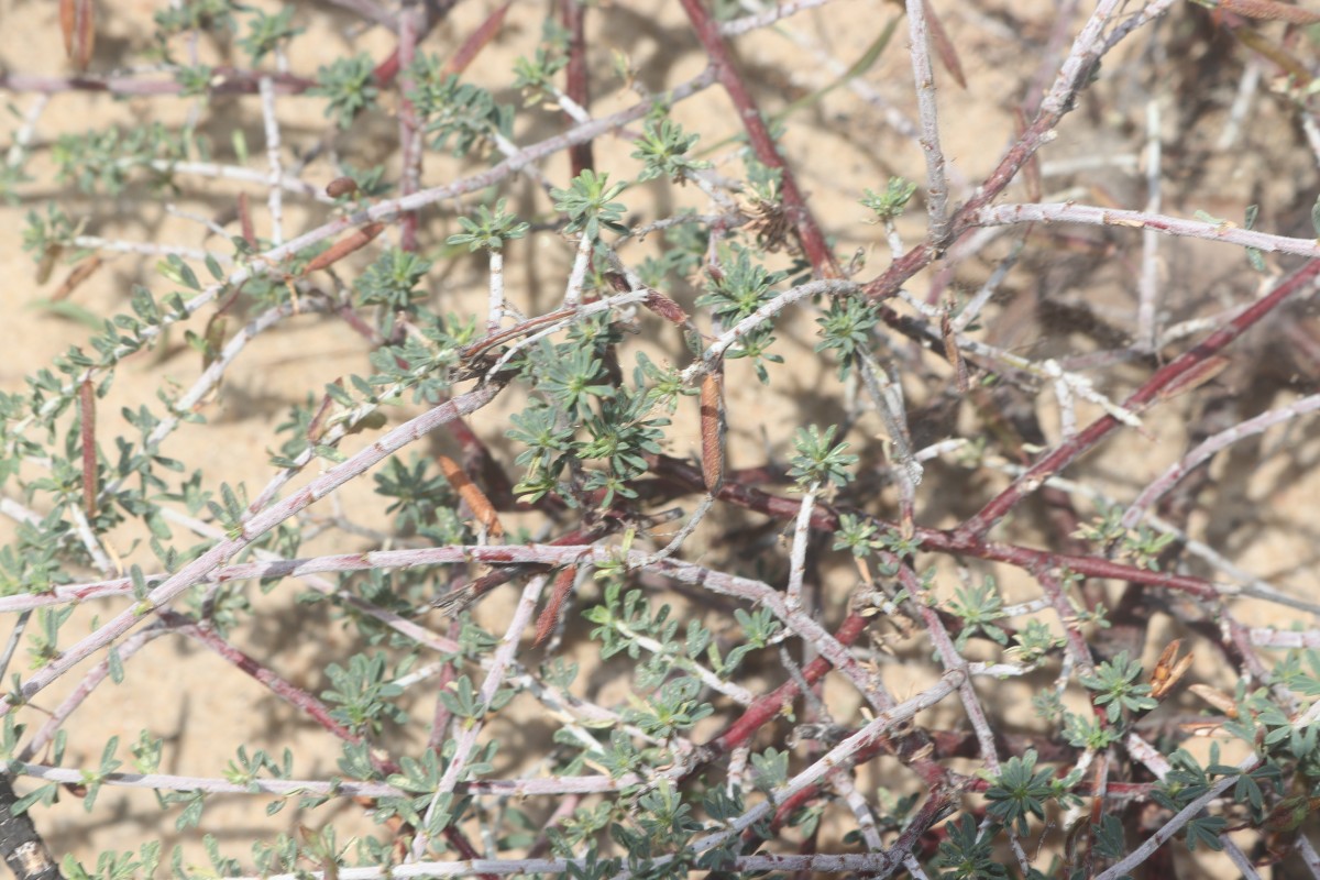 Indigofera aspalathoides Vahl ex DC.